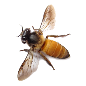 Bee PNG image-4306